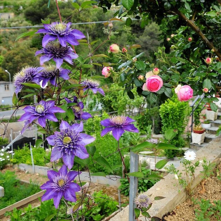 Le Rose Villa San Biagio della Cima Kültér fotó