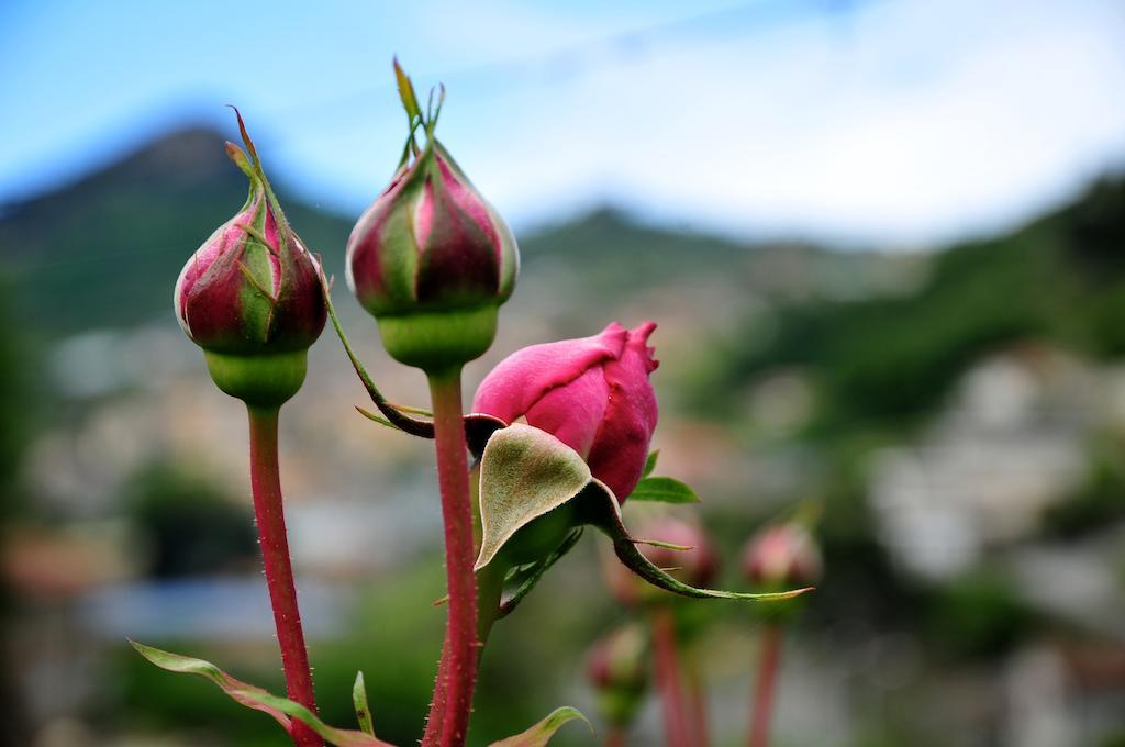 Le Rose Villa San Biagio della Cima Kültér fotó