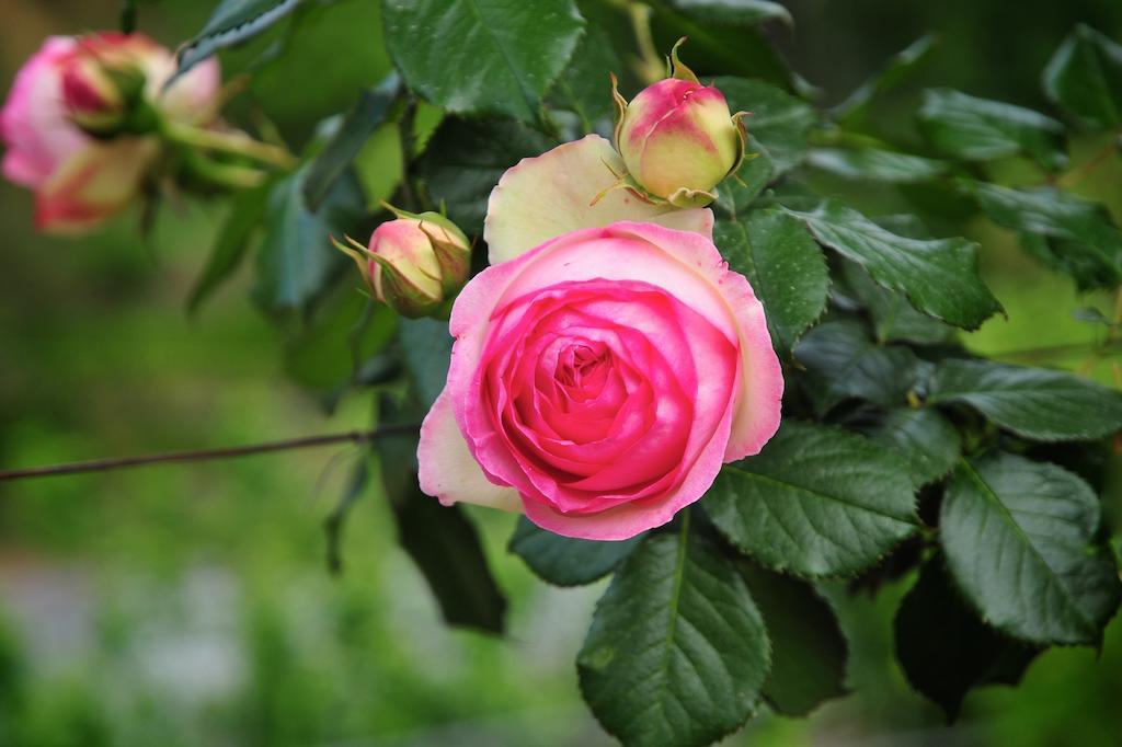Le Rose Villa San Biagio della Cima Kültér fotó