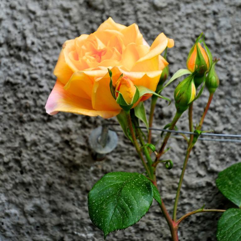 Le Rose Villa San Biagio della Cima Kültér fotó