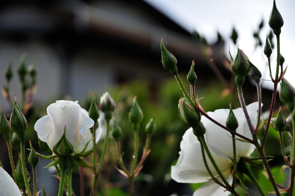 Le Rose Villa San Biagio della Cima Kültér fotó