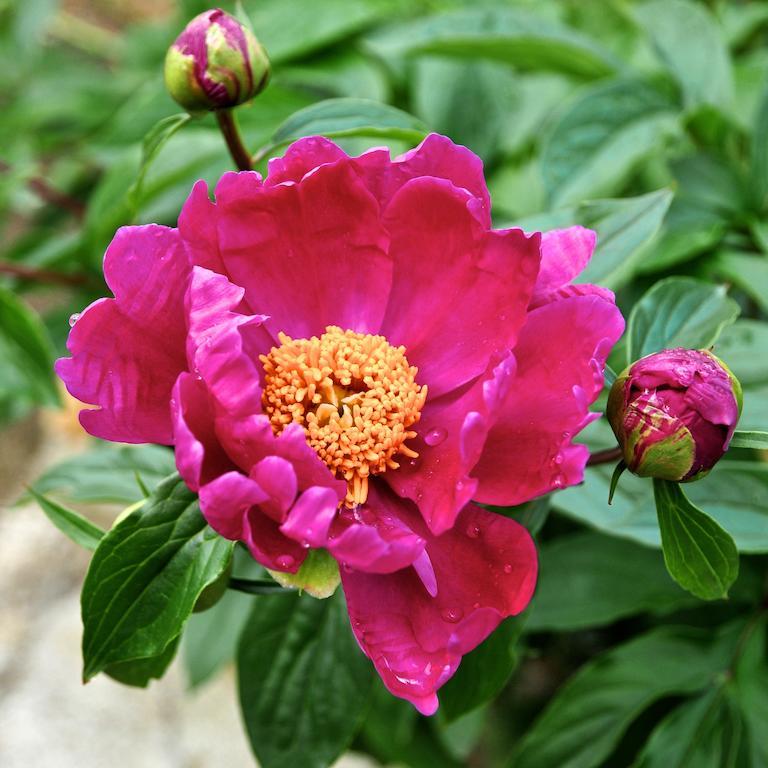 Le Rose Villa San Biagio della Cima Kültér fotó